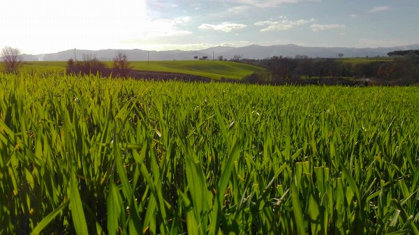Gennaio  il nuovo grano colora la terra - I  campi si colorano di verde